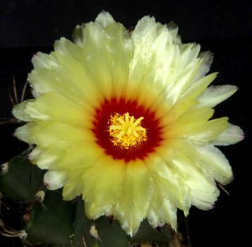 Mother and father plant